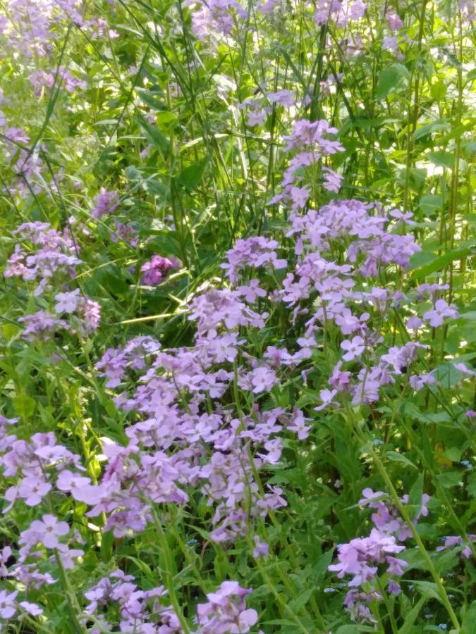 Ferienwohnung Mit Kleinem Garten Sonnenbühl Exteriér fotografie